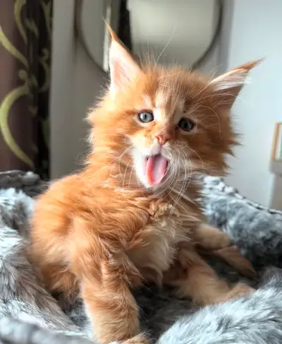 Purebred Ginger Maine Coon Kittens! Only 2!, View more