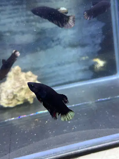 Female betta black avatar, View more