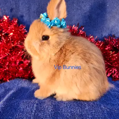 Attention: Please read the ad carefully. If the ad is up, bunnies ARE AVAILABLE. Next delivery is Th...