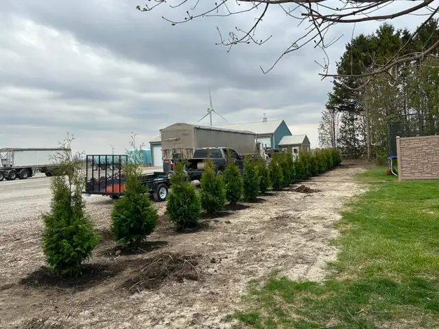 Ontario Grown Trees in Plants, Fertilizer & Soil in Chatham-Kent - Image 9