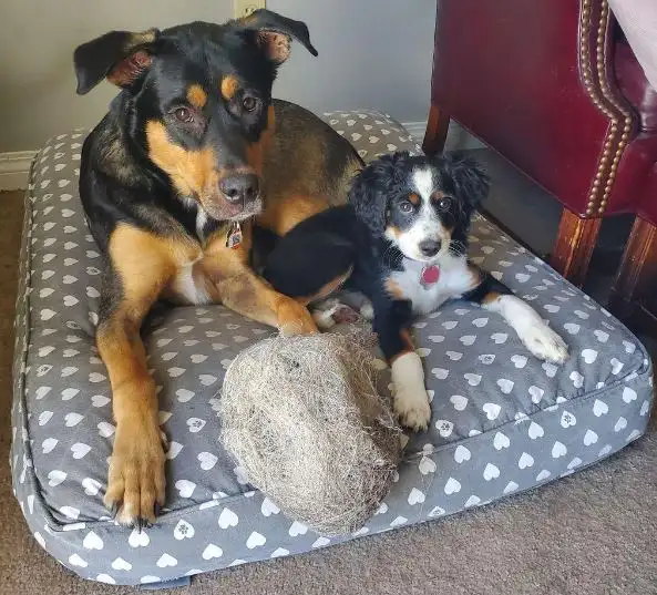 Dog Boarding Professional Reasonable Prices With 5 Stars in Animal & Pet Services in Calgary - Image 9