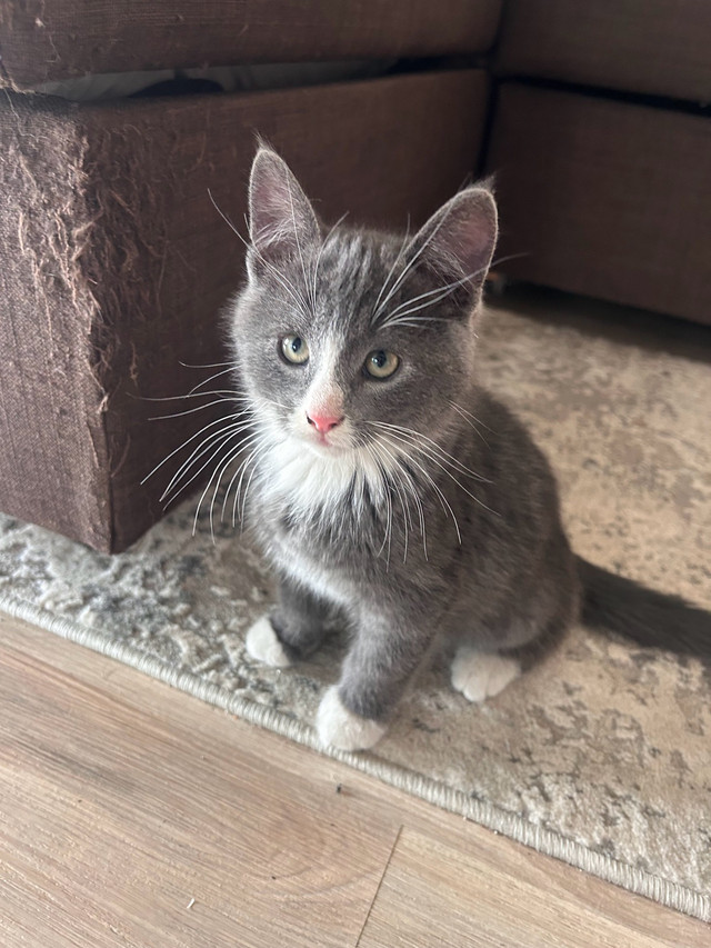 kitten for sale in Cats & Kittens for Rehoming in Cranbrook - Image 2