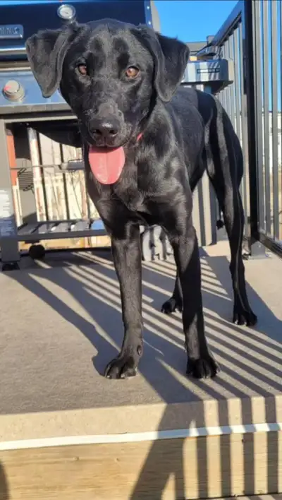 2 Year-Old Purebred Black Lab, View more