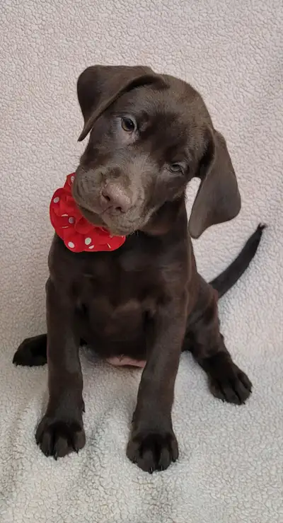 - Written health guarantee. - Established breeder for 18 years. - Service, Emotional Support, and Co...