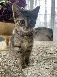 Pretty kitten looking for a new home