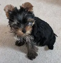 CKC Registered Yorkshire Terrier