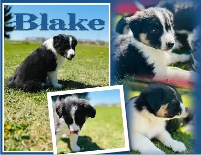 **ONLY 2 LEFT** Ranch Raised Australian Shepherd puppies, View more