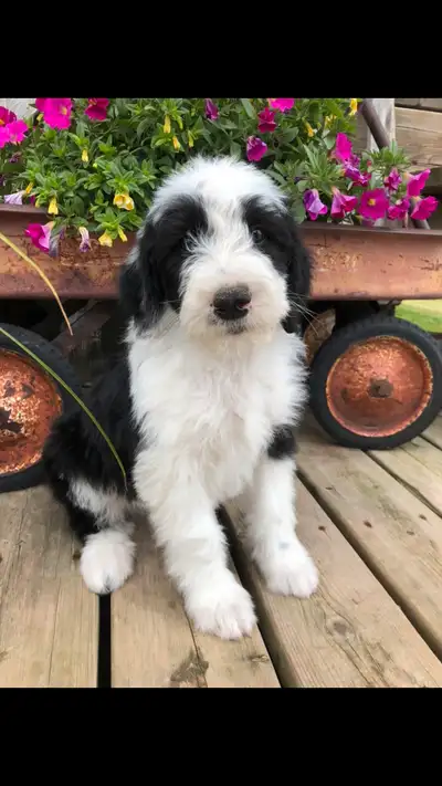 Oursweetdoodles spring/summer litter. We are looking for forever homes for these sweet puppies, home...