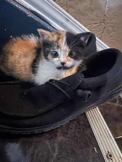 kittens for sale , View more