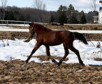 Beautiful PRE filly - dressage bred