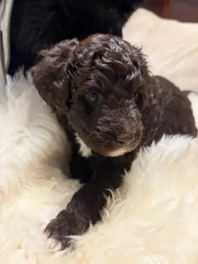 puppies -Portuguese water Dog , View more