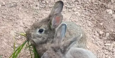 brown female rabbit med/large breed, View more