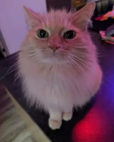 chat femelle a vendre, View more