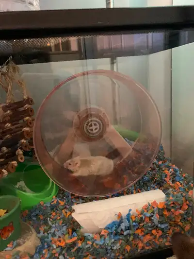 This is a new little pet mouse I had recently rehomed to me. I am looking to adopt him out to a lovi...