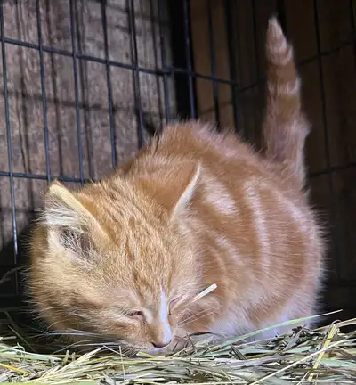 Mouse Traps, View more