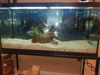 Fish Aquarium Tank
