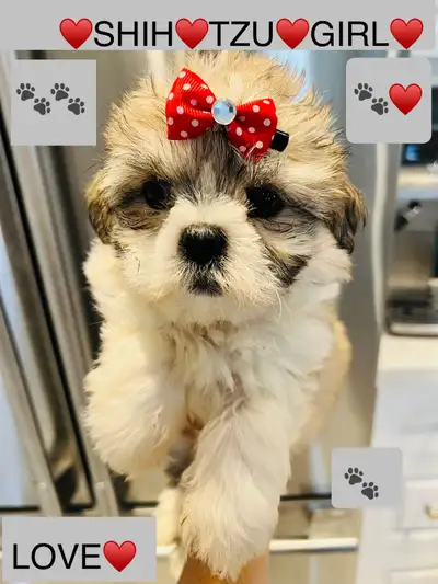 ♥️BEAUTIFUL SHIH TZU GIRL & BEAUTIFUL SHIH POO BOY ♥️, View more