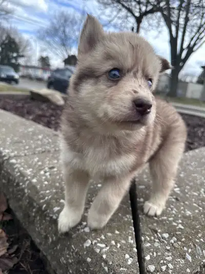 Maintenant âgés de 8 semaines, nos 4 bébés pomsky sont maintenant prêts à rejoindre leurs famille po...