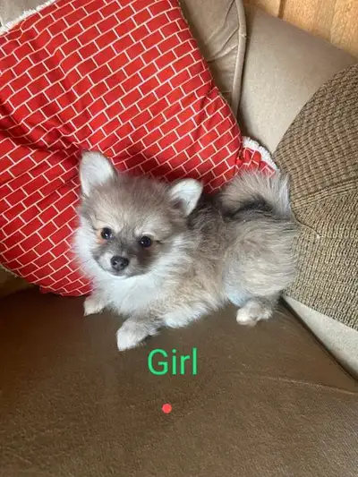 Pom Chi Puppies., View more