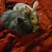 Netherland dwarf bunnies