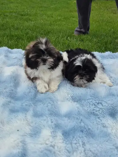 Adorable Little Fluffy Shih-Tzu Puppies, View more