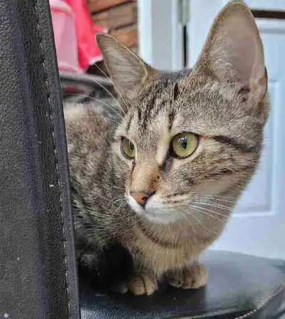 Voici ci-dessous 4 chats de race Abyssin mix Tabby > 1 Femelle de 1 an (Kiko) née 12/02/2025 (non op...