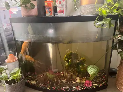 fish tank + 2 gold fish for sale , View more