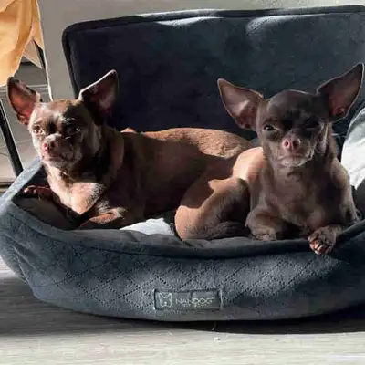 In search of a pet friendly apartment