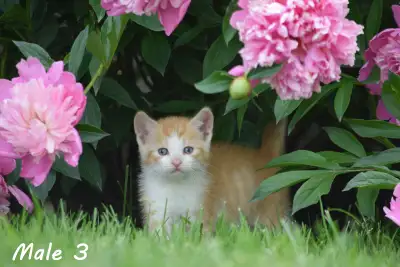 Kittens for Sale - Ready for Pick-up, View more