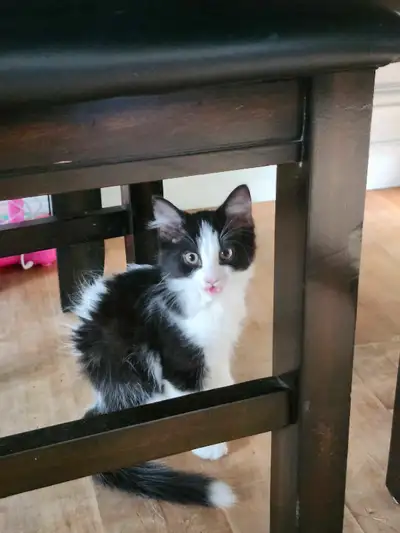 Chatons à adopter, View more