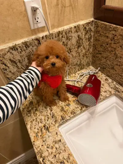 Adorable Toy Poodle Puppies (one girl available), View more