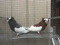 Fancy Pigeons for sale