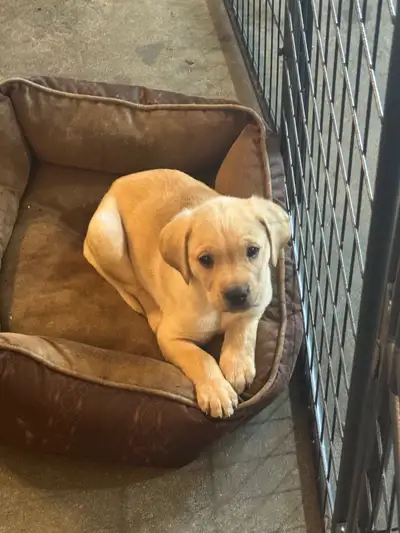 Golden Retriever X Boxer Puppies, View more