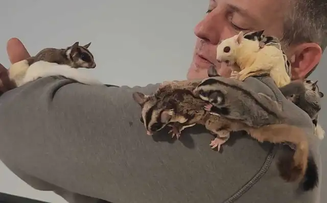 phalangers volants sugar glider  in Small Animals for Rehoming in Lanaudière - Image 5