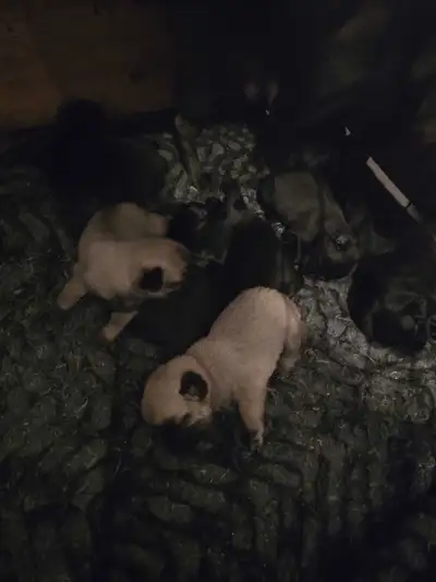 Chiots Carlins Pugs, View more