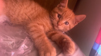 Maincoon kitten/tabby sold pending pickup