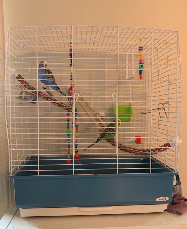 2 budgies and accessories  in Birds for Rehoming in Winnipeg