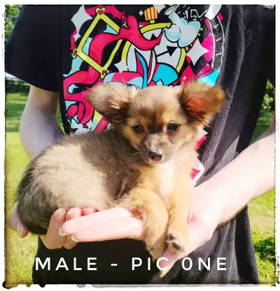 2 BEAUUTIFUL puppies male and female crate trained born March 16 first shots dewormed healthy lookin...