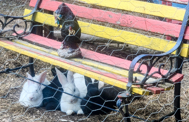 Socialized Domestic and Flemish Giant Baby Bunnies in Small Animals for Rehoming in North Bay - Image 3