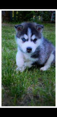 Beautiful Husky Pups