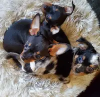 Chihuahua puppies 