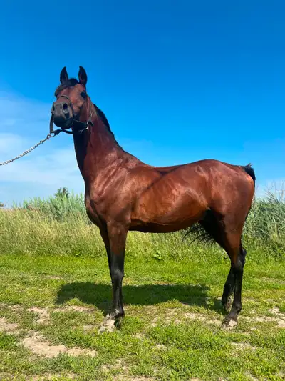 For Sale: Durante – Registered Arabian Stallion Name: Durante Breed: Arabian (Registered) Age: 16 Ge...
