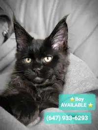 Magnifucient Maine Coon kittens AVAILABLE