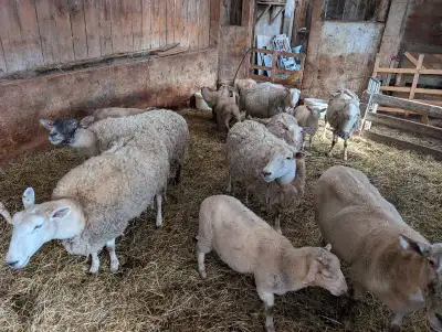 sheep herd, View more