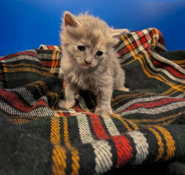 Lovable floofs to be rehomed in Cats & Kittens for Rehoming in Strathcona County - Image 3