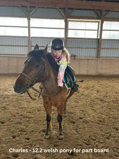 12.2 Welsh Pony for part board! , View more