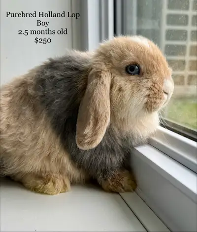 Blue eyed bunny rabbits  , View more