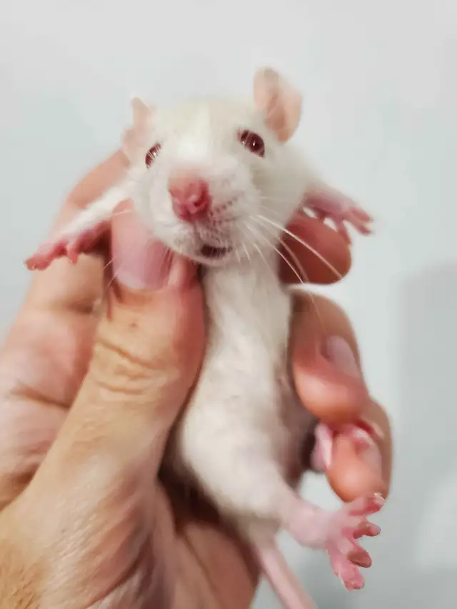 Pet Rats Available - FALL SALE Prices in Small Animals for Rehoming in Sault Ste. Marie - Image 7