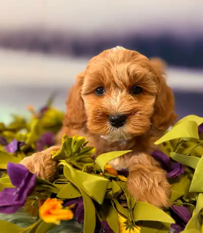 Today, Your Newest Family Member Comes Home We would love to speak with you in regards to our beauti...