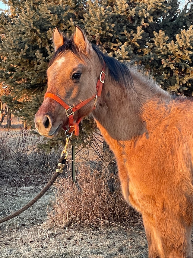 Registered AQHA filly in Horses & Ponies for Rehoming in St. Albert - Image 2